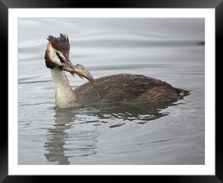 Great Crested Grebe with a Perch Framed Mounted Print by Maria Gaellman