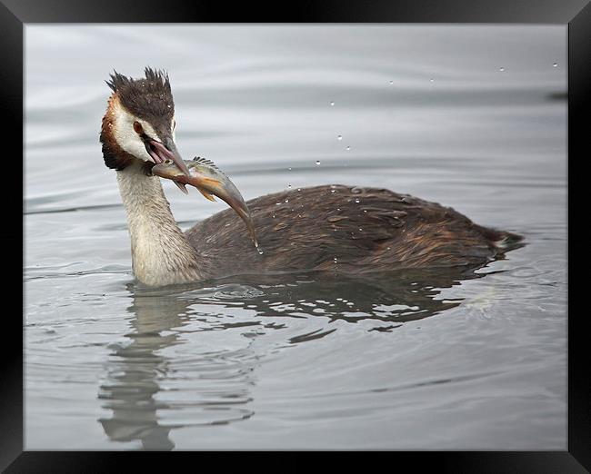 Great Crested Grebe with a Perch Framed Print by Maria Gaellman