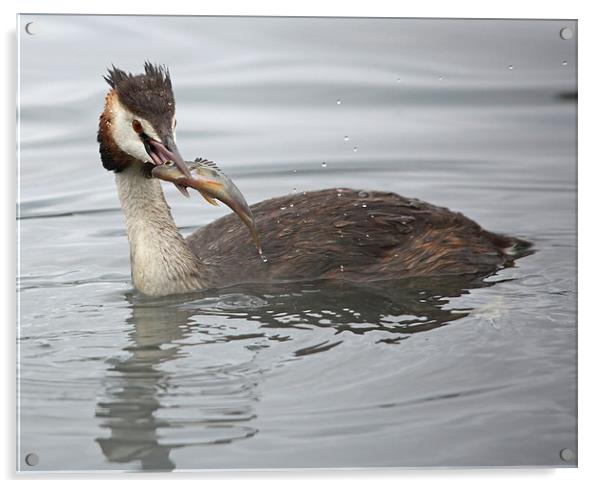 Great Crested Grebe with a Perch Acrylic by Maria Gaellman