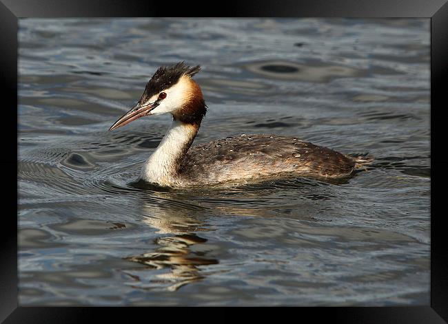 Great Crested Grebe Framed Print by Maria Gaellman