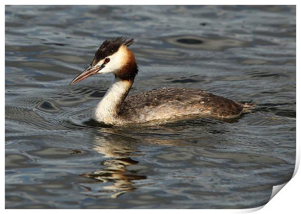 Great Crested Grebe Print by Maria Gaellman