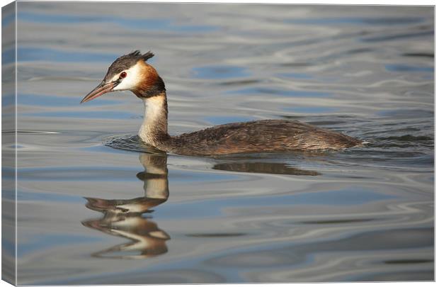 Great Crested Grebe Canvas Print by Maria Gaellman