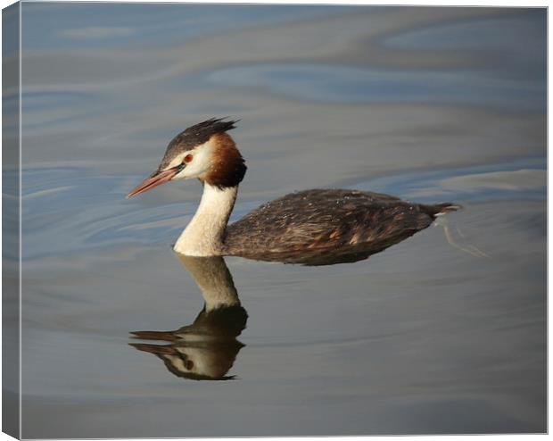 Great Crested Grebe Canvas Print by Maria Gaellman