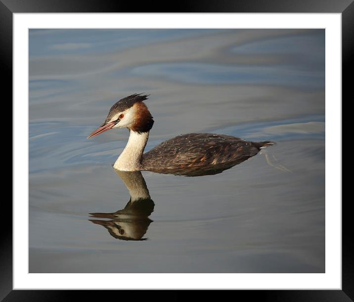 Great Crested Grebe Framed Mounted Print by Maria Gaellman