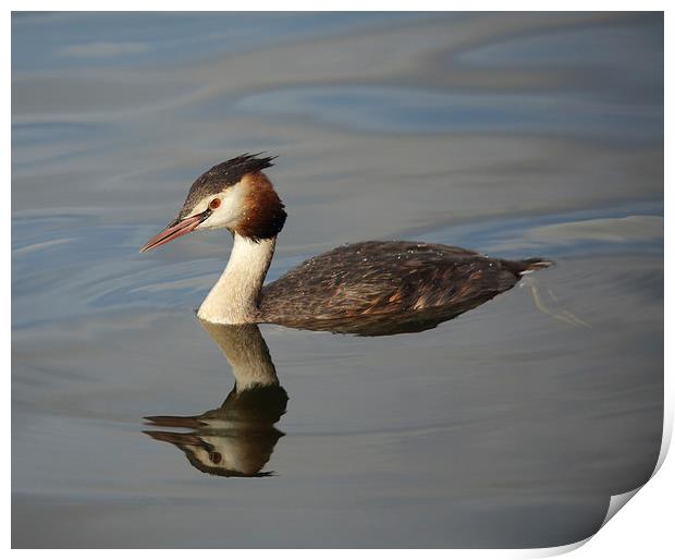 Great Crested Grebe Print by Maria Gaellman