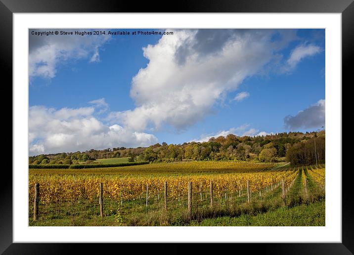  Vineyard in the Surrey Hills Framed Mounted Print by Steve Hughes