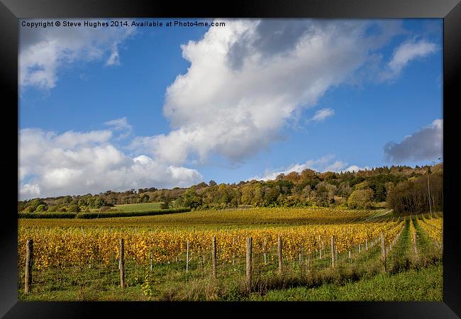  Vineyard in the Surrey Hills Framed Print by Steve Hughes