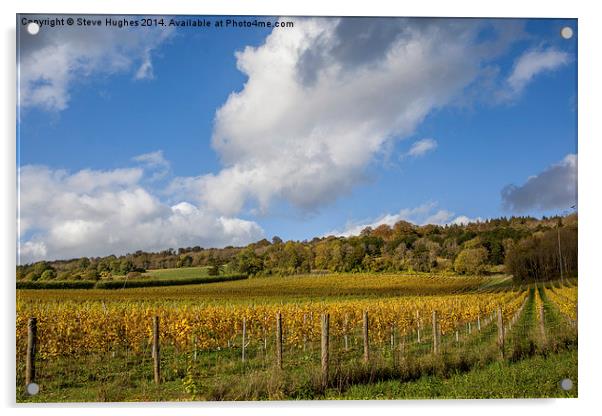  Vineyard in the Surrey Hills Acrylic by Steve Hughes