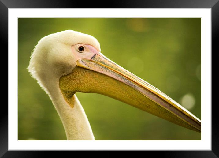  The pelican Framed Mounted Print by Marina Otto