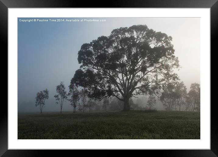  Gum Tree in the Mist at Yan Yean Framed Mounted Print by Pauline Tims