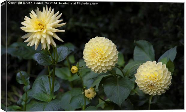  Dahlias in a row Canvas Print by Alan Tunnicliffe