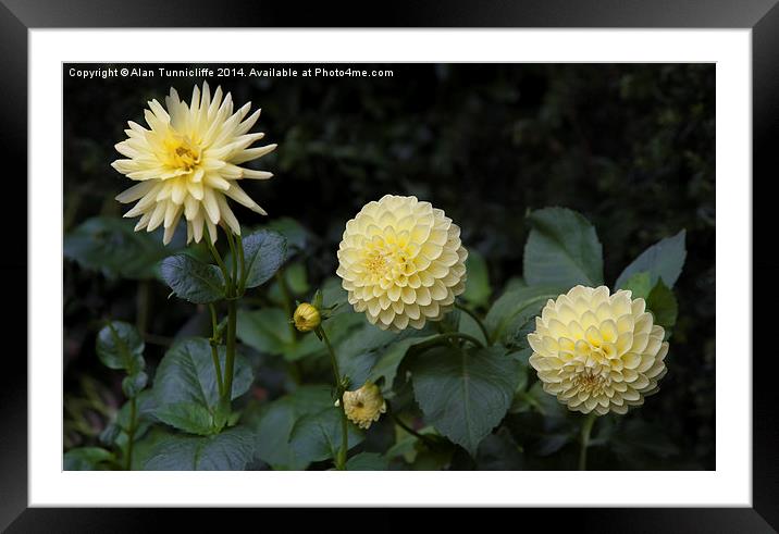  Dahlias in a row Framed Mounted Print by Alan Tunnicliffe