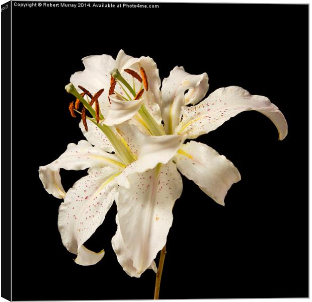  Lily Togetherness Canvas Print by Robert Murray