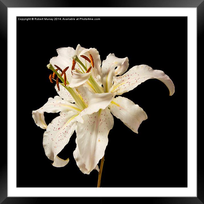  Lily Togetherness Framed Mounted Print by Robert Murray
