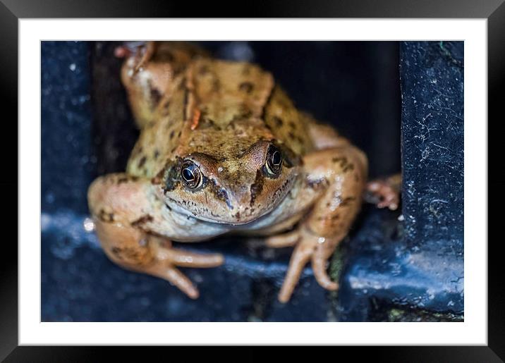  Marsh Frog Framed Mounted Print by Steve Purnell