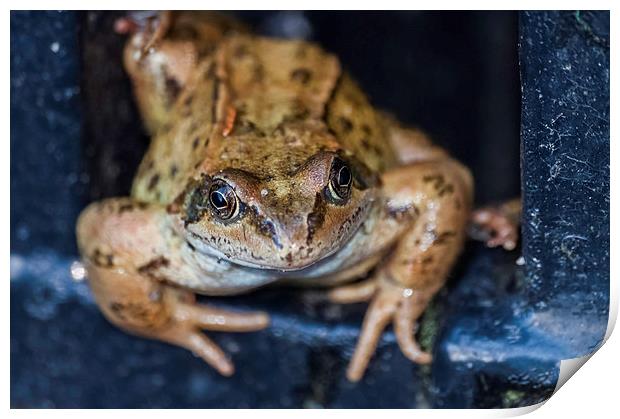  Marsh Frog Print by Steve Purnell