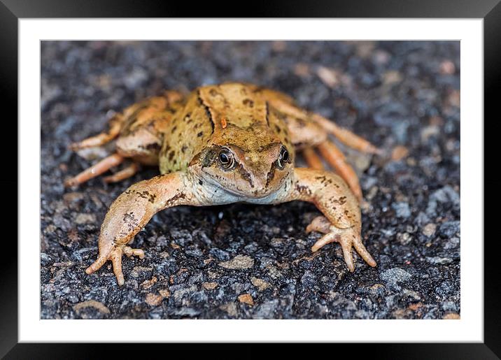  Marsh Frog 2 Framed Mounted Print by Steve Purnell