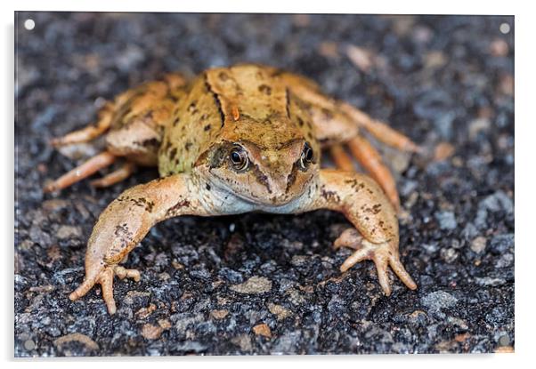  Marsh Frog 2 Acrylic by Steve Purnell