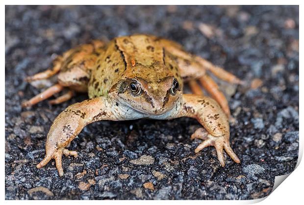  Marsh Frog 2 Print by Steve Purnell