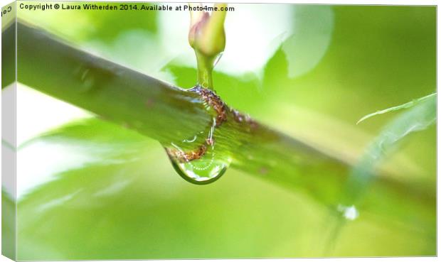 Raindrop on Acer Canvas Print by Laura Witherden