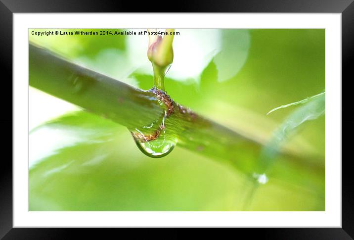 Raindrop on Acer Framed Mounted Print by Laura Witherden