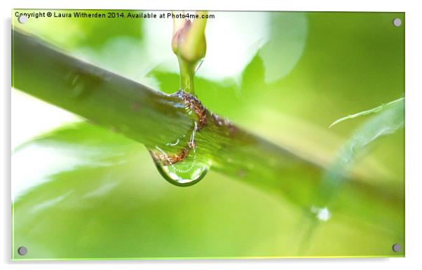 Raindrop on Acer Acrylic by Laura Witherden
