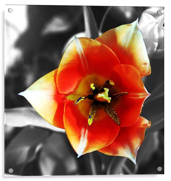 Brilliant Orange Tulip Acrylic by james balzano, jr.
