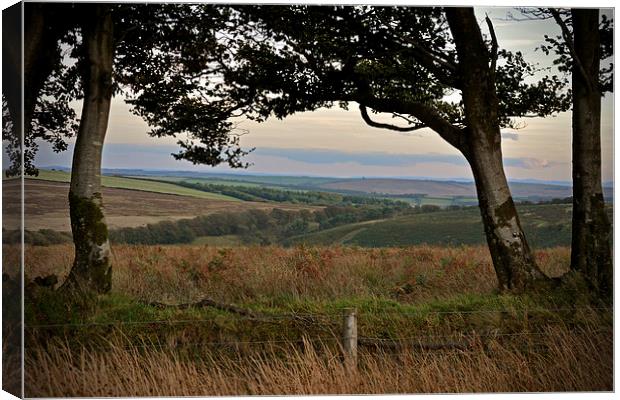 Exmoor through the trees  Canvas Print by graham young