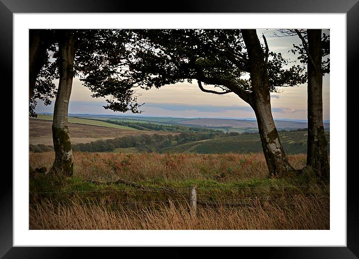 Exmoor through the trees  Framed Mounted Print by graham young