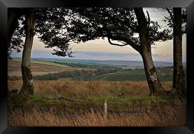 Exmoor through the trees  Framed Print by graham young