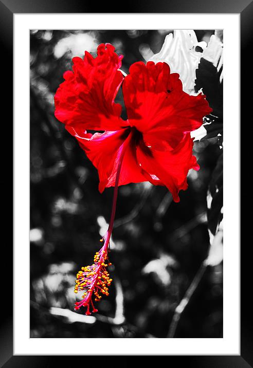 Grand Hibiscus Framed Mounted Print by james balzano, jr.