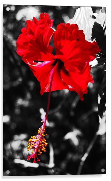 Grand Hibiscus Acrylic by james balzano, jr.