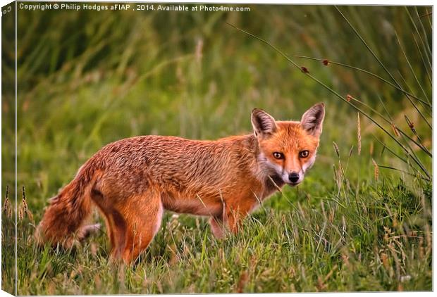 Red Fox Vixen  Canvas Print by Philip Hodges aFIAP ,