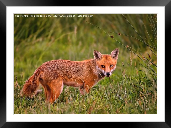 Red Fox Vixen  Framed Mounted Print by Philip Hodges aFIAP ,