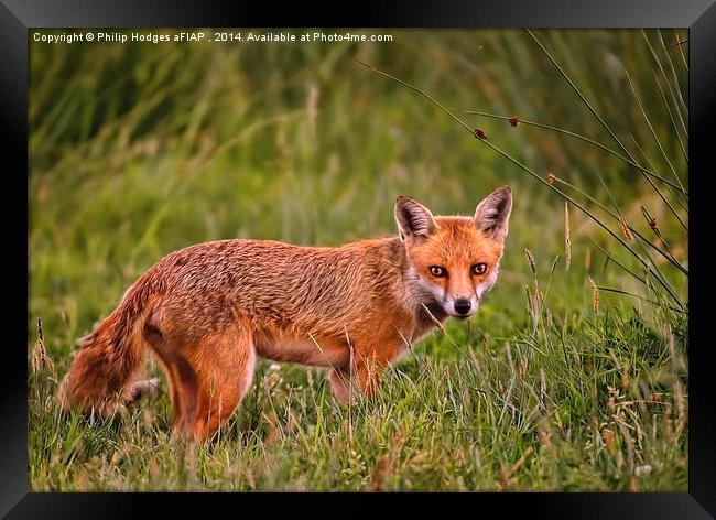 Red Fox Vixen  Framed Print by Philip Hodges aFIAP ,