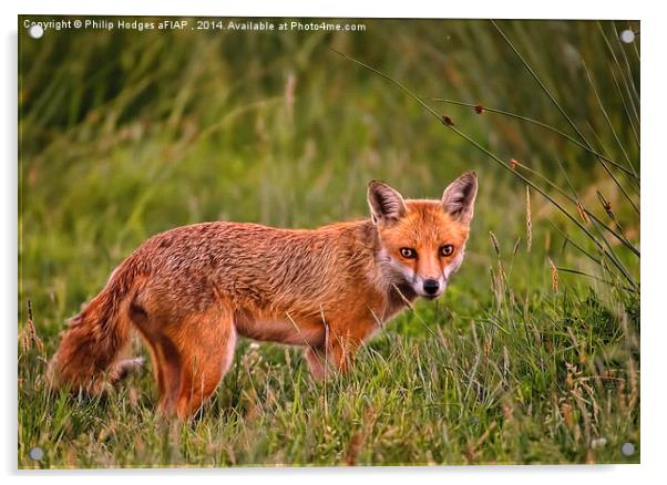 Red Fox Vixen  Acrylic by Philip Hodges aFIAP ,