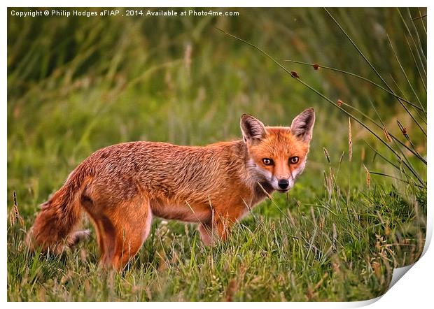 Red Fox Vixen  Print by Philip Hodges aFIAP ,