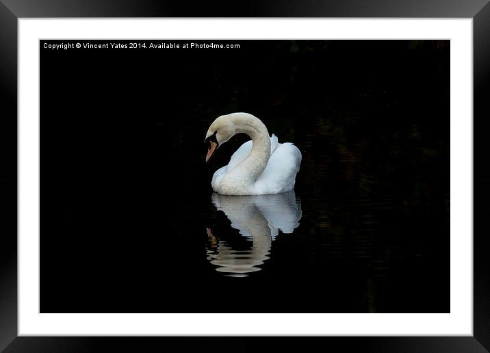  Swan reflective 3 Framed Mounted Print by Vincent Yates