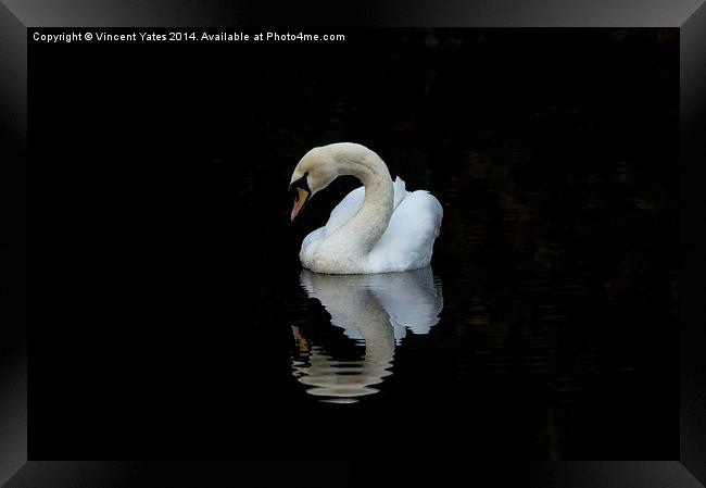  Swan reflective 3 Framed Print by Vincent Yates