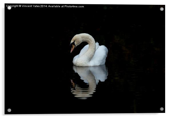  Swan reflective 3 Acrylic by Vincent Yates