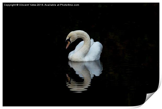  Swan reflective 3 Print by Vincent Yates