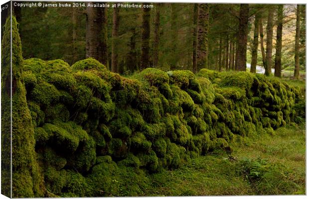  Mossy wall in Ireland Canvas Print by james burke