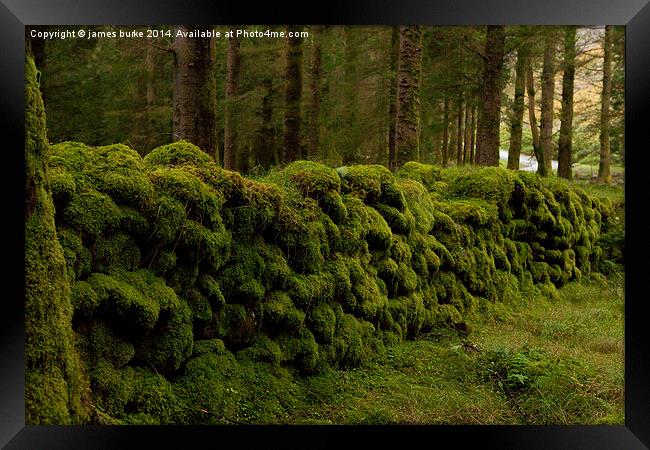  Mossy wall in Ireland Framed Print by james burke