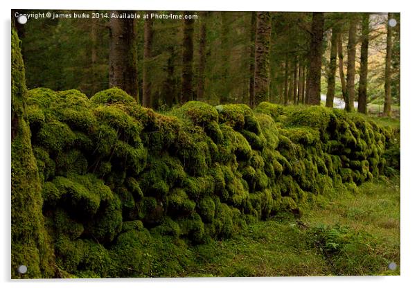  Mossy wall in Ireland Acrylic by james burke