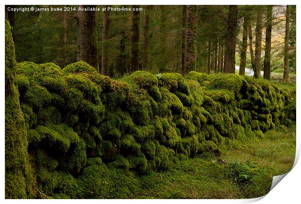  Mossy wall in Ireland Print by james burke