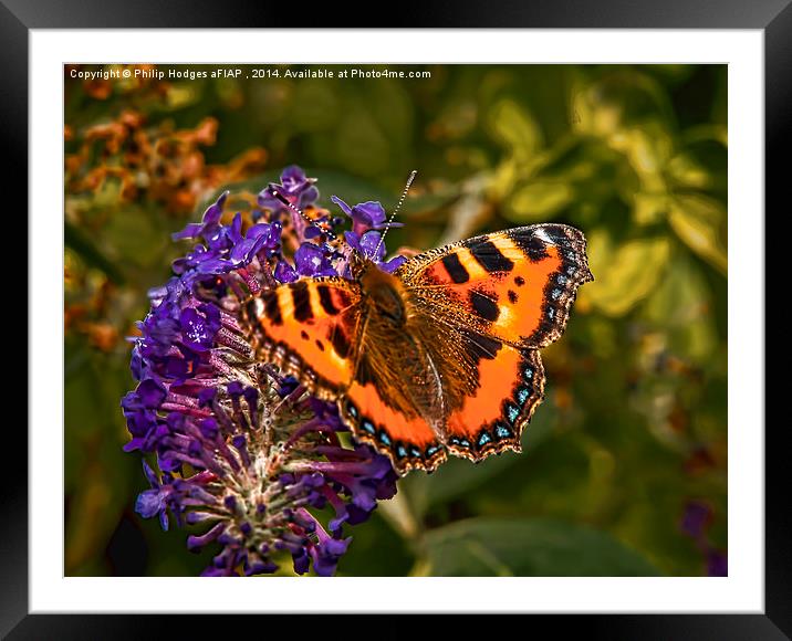 Small Tortoiseshell Butterfly ( Aglais urticae ) Framed Mounted Print by Philip Hodges aFIAP ,