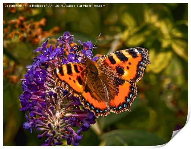 Small Tortoiseshell Butterfly ( Aglais urticae ) Print by Philip Hodges aFIAP ,