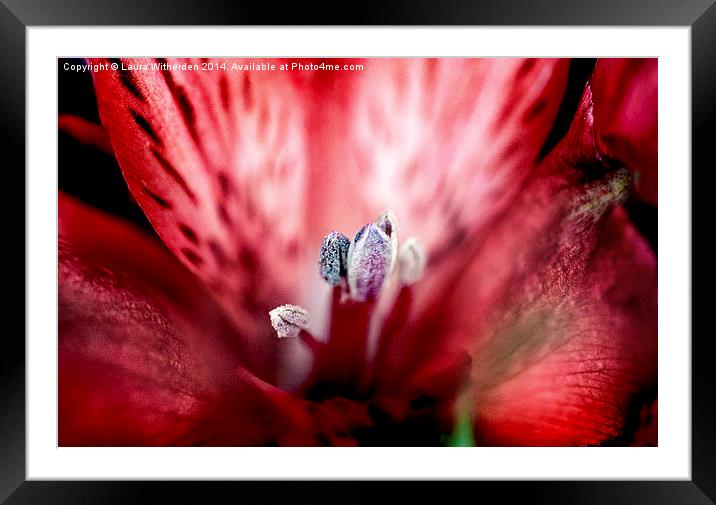  Red Tigerlily  Framed Mounted Print by Laura Witherden