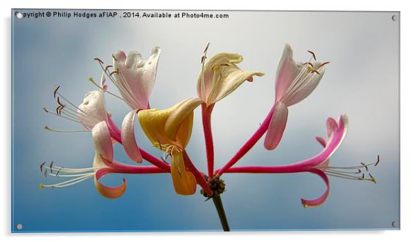  Honeysuckle Flower Head Acrylic by Philip Hodges aFIAP ,