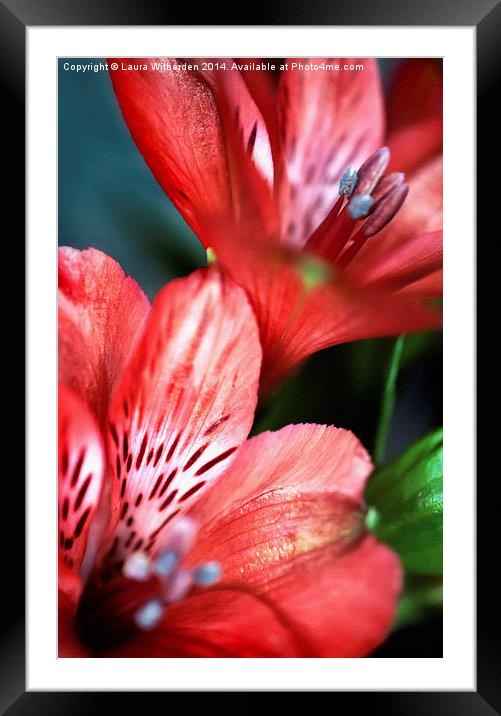 Textured Tigerlily Framed Mounted Print by Laura Witherden